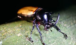 四川发现甲虫新物种