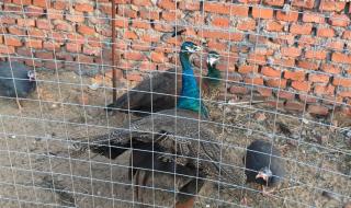 四年级上册作文大全