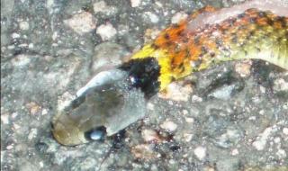 毒蛇的毒牙一般长在 毒蛇的毒牙一般长在