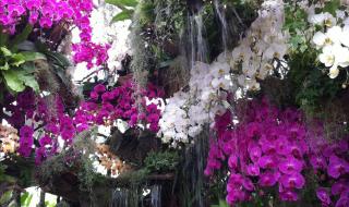 上海辰山植物园地址 上海辰山植物园地址